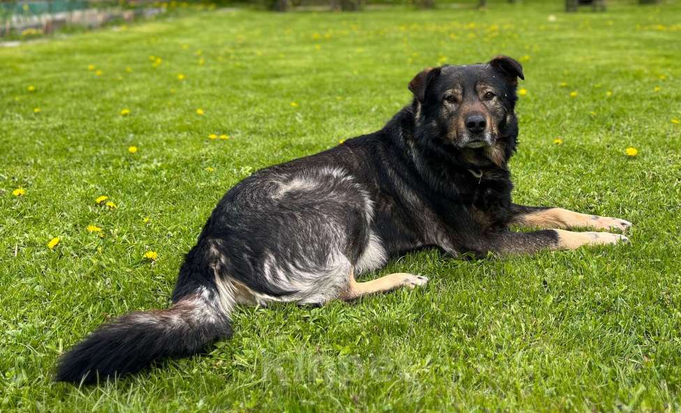 Собаки в других городах Московской области: Потерялась собака,  деревня Ступино, Домодедовский район Мальчик, Бесплатно - фото 5