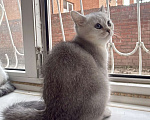 Кошки в Ростове-на-Дону: Шотландский прямоухий котенок Мальчик, 10 000 руб. - фото 1
