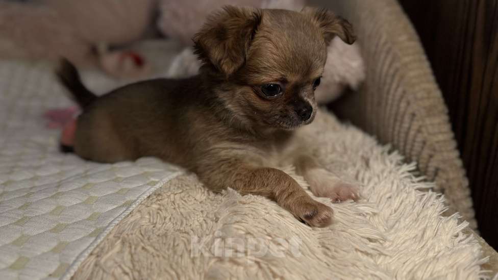 Собаки в Томске: Щенок чихуахуа девочка д/ш одна лапка белая Девочка, 35 000 руб. - фото 2