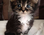 Кошки в Москве: 🌟 Ищем добрых людей для маленького котика! 🌟 Мальчик, Бесплатно - фото 1