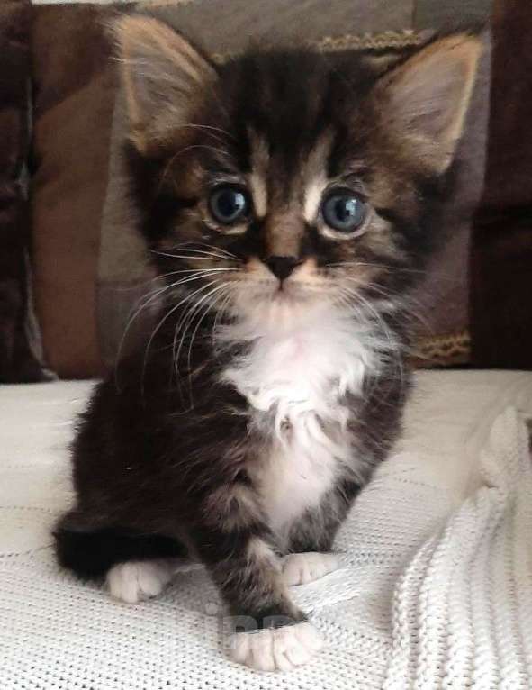Кошки в Москве: 🌟 Ищем добрых людей для маленького котика! 🌟 Мальчик, Бесплатно - фото 1