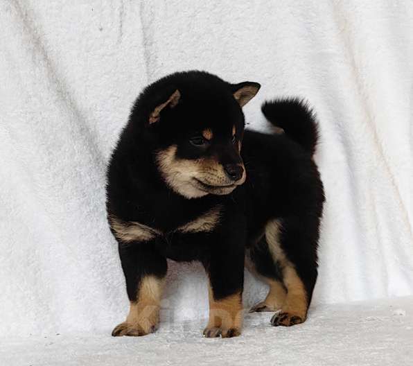 Собаки в Москве: Сиба ину. Мальчик Мальчик, 50 000 руб. - фото 3