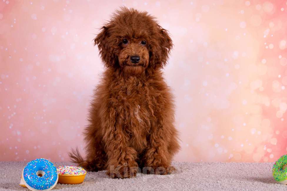 Собаки в Балашихе: Алекс мальчик той-пудель Тедди Мальчик, 75 000 руб. - фото 3