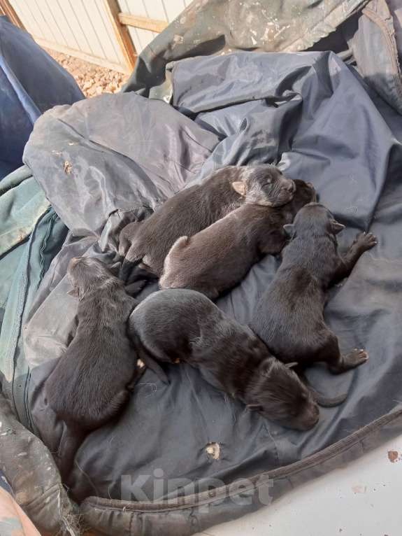 Собаки в Твери: Отдам собак в добрые руки Мальчик, 1 руб. - фото 2