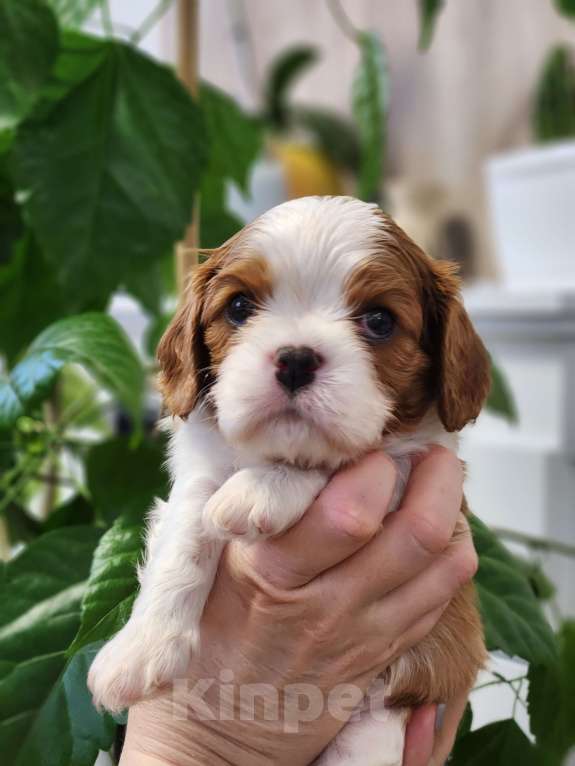 Собаки в Анапе: Синяя лента  Мальчик, 80 000 руб. - фото 6