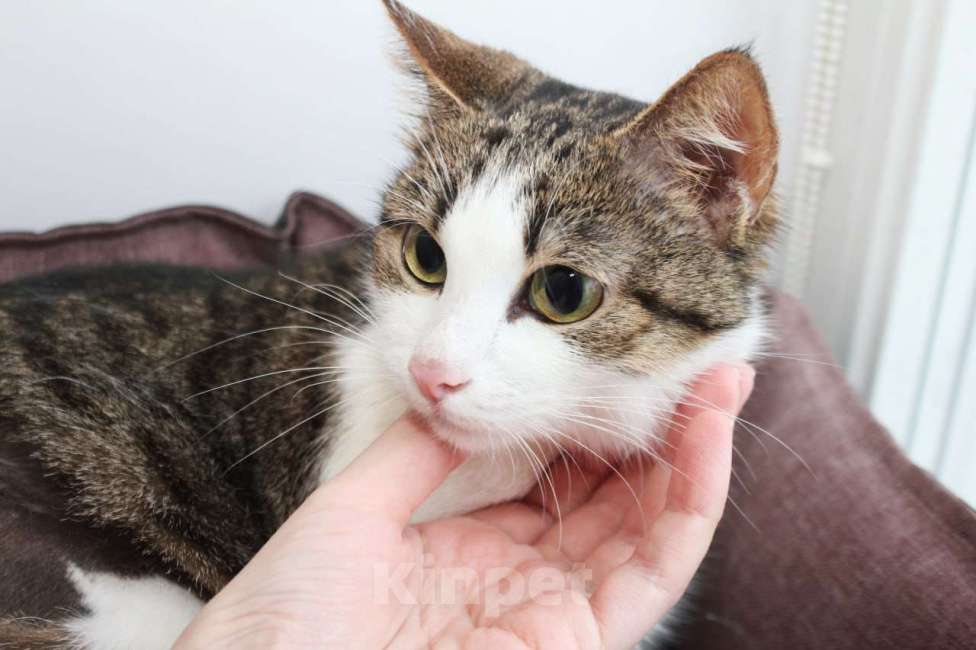 Кошки в Москве: КИКИ — нежная кошечка с глазами цвета весны 💚 Девочка, Бесплатно - фото 6