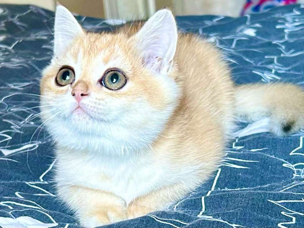 Кошки в Москве: Девочка Золотая шиншилла  Девочка, 50 000 руб. - фото 1