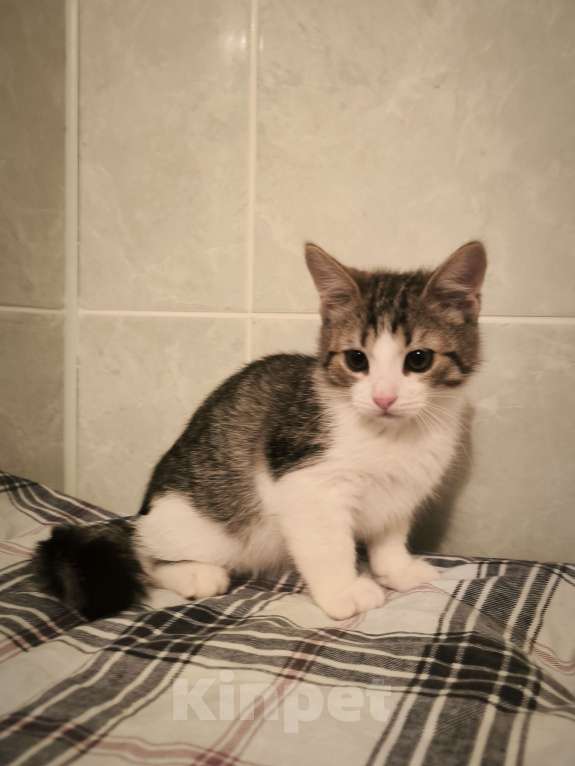 Кошки в Санкт-Петербурге: Идеальное дите мальчик 2 мес Мальчик, 100 руб. - фото 2