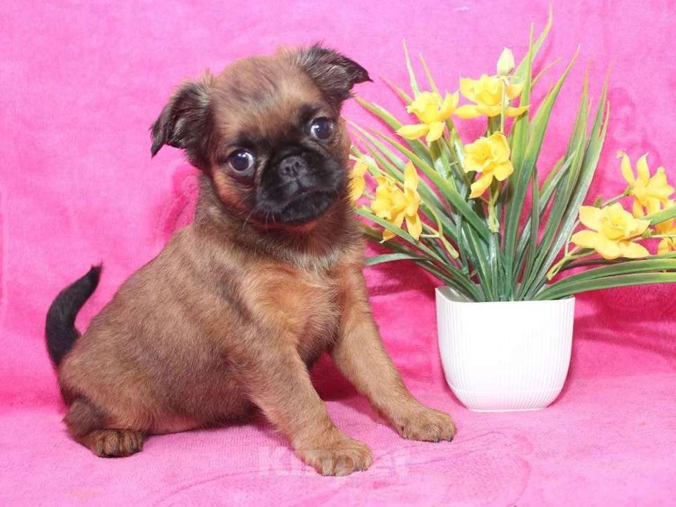 Собаки в Санкт-Петербурге: Маленькая разбойница Девочка, 80 000 руб. - фото 2