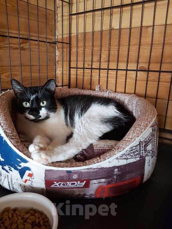 Кошки в Москве: Кошечка Коровка ищет дом Девочка, 1 руб. - фото 3