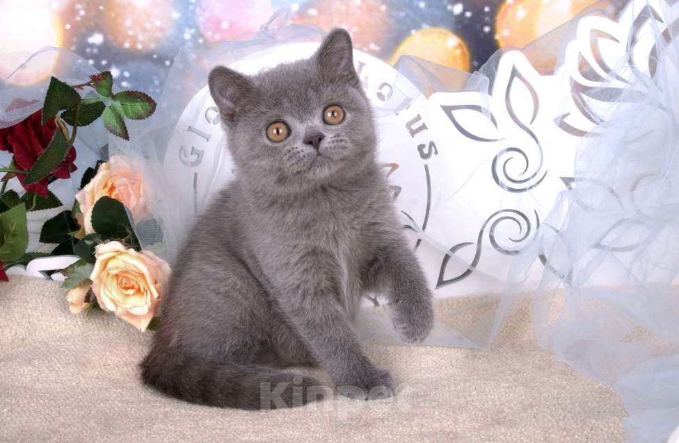 Кошки в Санкт-Петербурге: Британский котик классического голубого окраса Мальчик, 60 000 руб. - фото 3