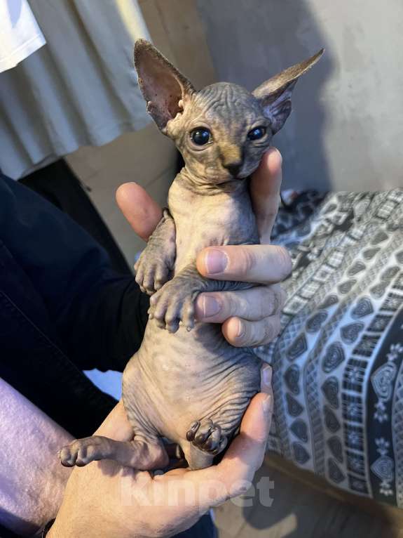 Кошки в Видном: Мальчик тигруш, рыжий носик Мальчик, 25 000 руб. - фото 3