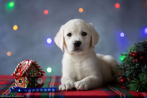 Щенок лабрадора 