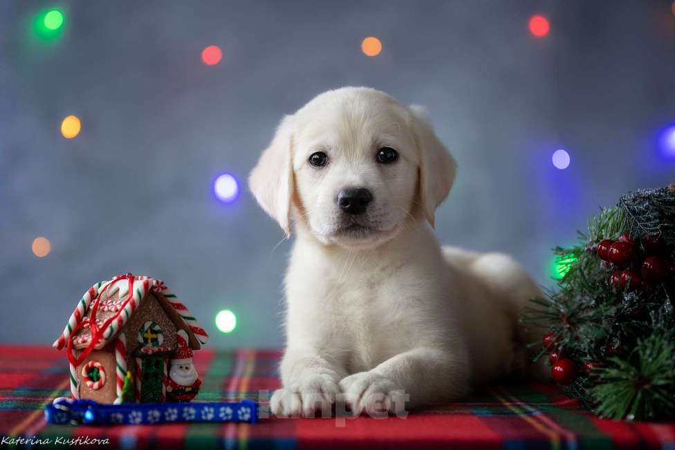 Собаки в Москве: Щенок лабрадора  Мальчик, 80 000 руб. - фото 1