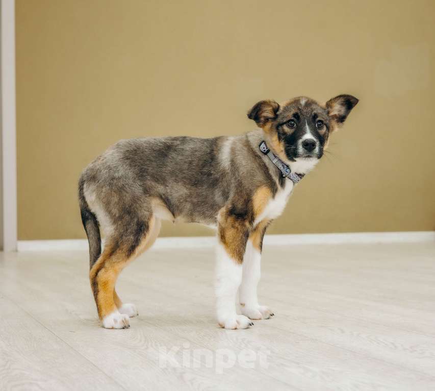 Собаки в Москве: Щенки бесплатно в Москве Девочка, Бесплатно - фото 6