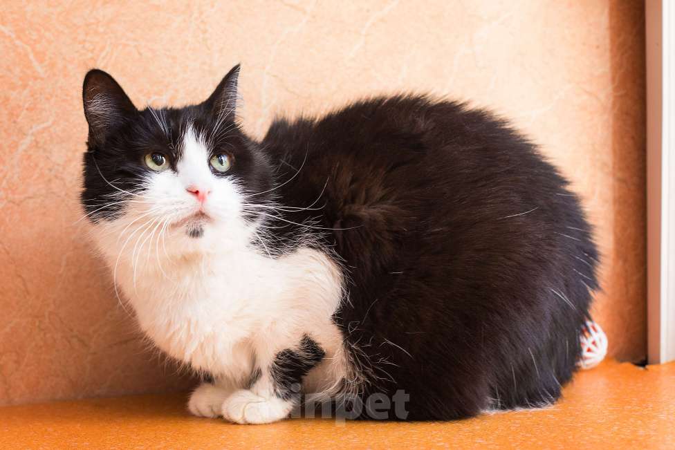 Кошки в Москве: Черно-белый это классика Девочка, Бесплатно - фото 2