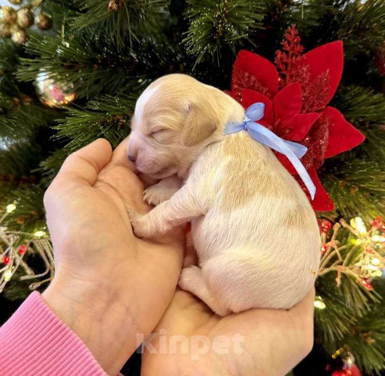 Собаки в других городах Воронежской области: Мальчик  Мальчик, 10 000 руб. - фото 1