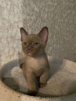 Объявление: Бурманский котенок шоколад , 29 000 руб., Видное