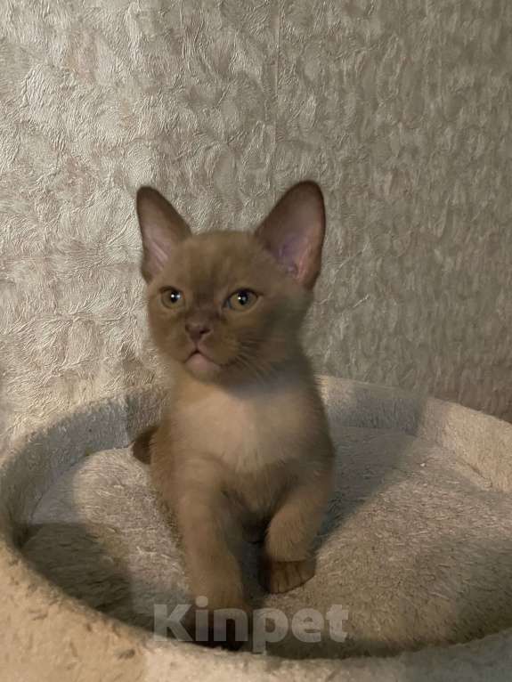 Кошки в Видном: Бурманский котенок шоколад  Мальчик, 29 000 руб. - фото 1