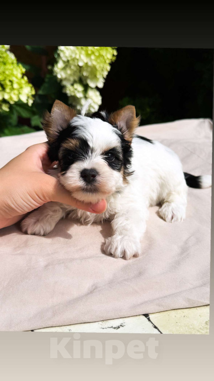 Собаки в Москве: Бивер мальчик  Мальчик, 45 000 руб. - фото 2