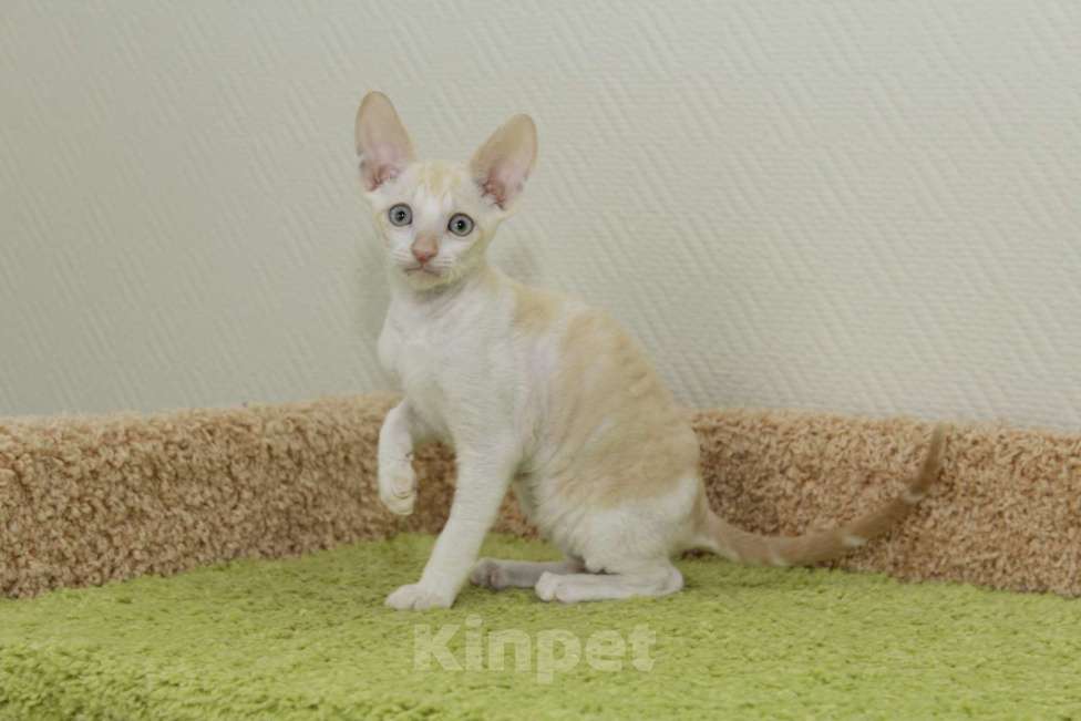 Кошки в Москве: котик редчайшего окраса, мраморный красный минк Мальчик, 90 000 руб. - фото 4