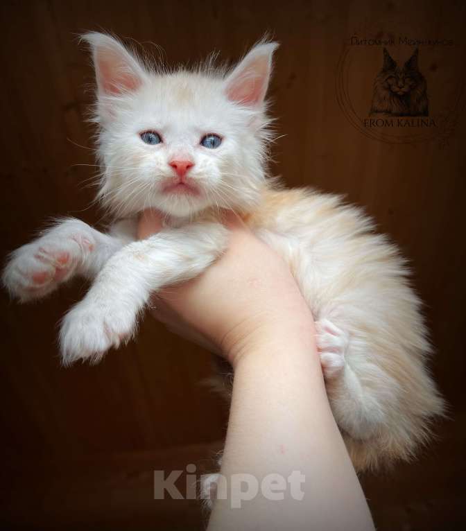 Кошки в Санкт-Петербурге: Котик красное серебро Мальчик, 50 000 руб. - фото 2