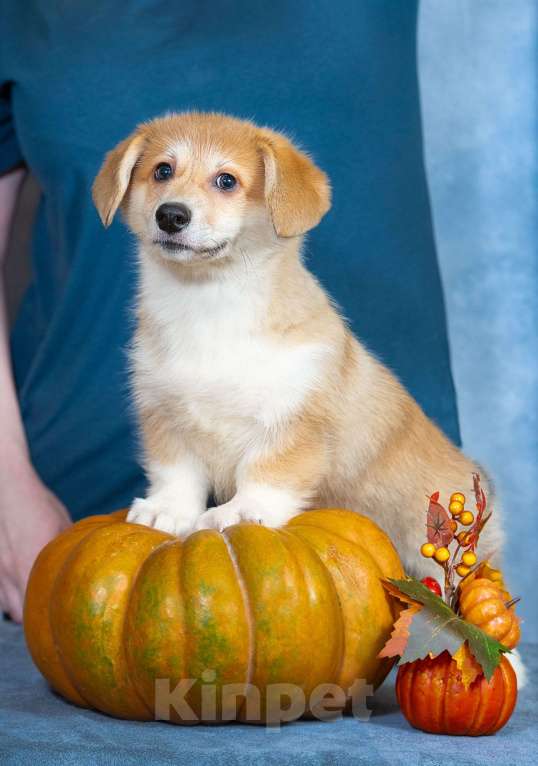 Собаки в Москве: Вельш корги пемброк Девочка, 80 000 руб. - фото 4