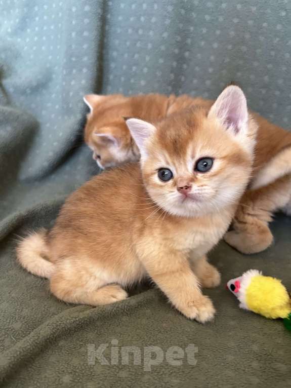 Кошки в Москве: Кошечка золотая шиншилла Девочка, 25 000 руб. - фото 4