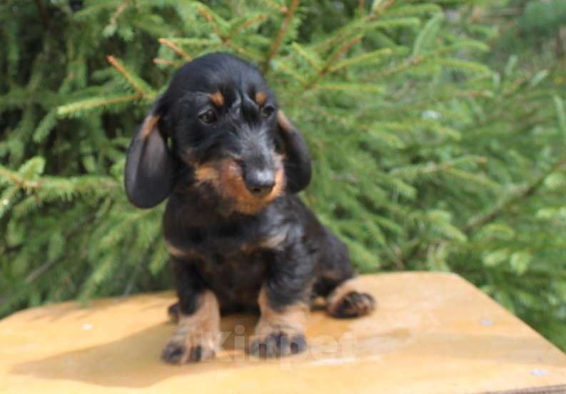 Собаки в Москве: Щенки таксы миниатюрной/кроличьей жш Мальчик, 45 000 руб. - фото 7