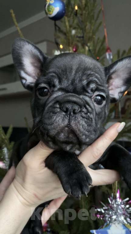 Собаки в Таганроге: Французские бульдоги (щенки) Девочка, 35 000 руб. - фото 4