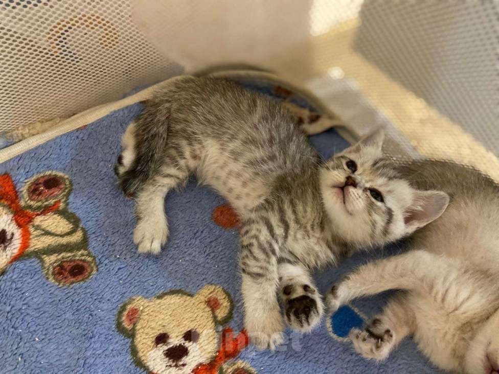 Кошки в Краснодаре: Шотландские малыши  Мальчик, 10 000 руб. - фото 2