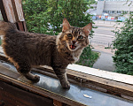 Кошки в Екатеринбурге: Потерялась кошка Девочка, 500 руб. - фото 3