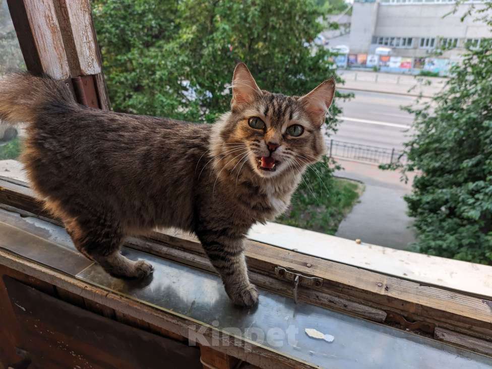 Кошки в Екатеринбурге: Потерялась кошка Девочка, 500 руб. - фото 3