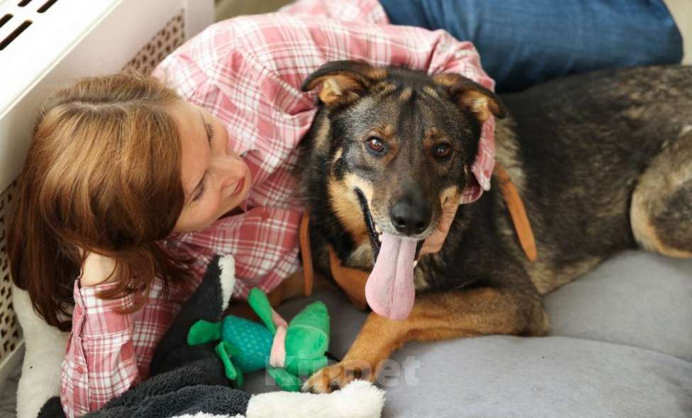 Собаки в Москве: Общительный и ласковый пёс Енисей в добрые руки Мальчик, 1 руб. - фото 5