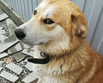 Собаки в Сочи: Отдам собаку в добрые руки Девочка, Бесплатно - фото 1