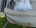 Кошки в Ярославле: Британские котята серебро Девочка, 25 000 руб. - фото 5