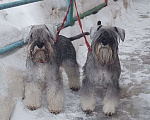 Собаки в Москве: Щенки Цвергшнауцера Мальчик, 65 000 руб. - фото 6