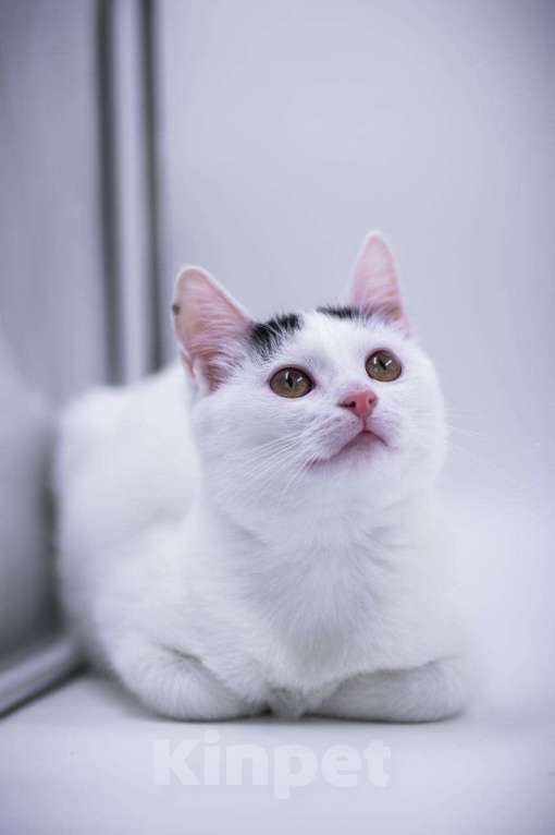 Кошки в Москве: Малышка Кёрла в любящие руки. Девочка, 1 руб. - фото 4