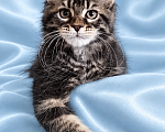 Кошки в Владимире: Котята мейн-кун Девочка, 85 000 руб. - фото 4