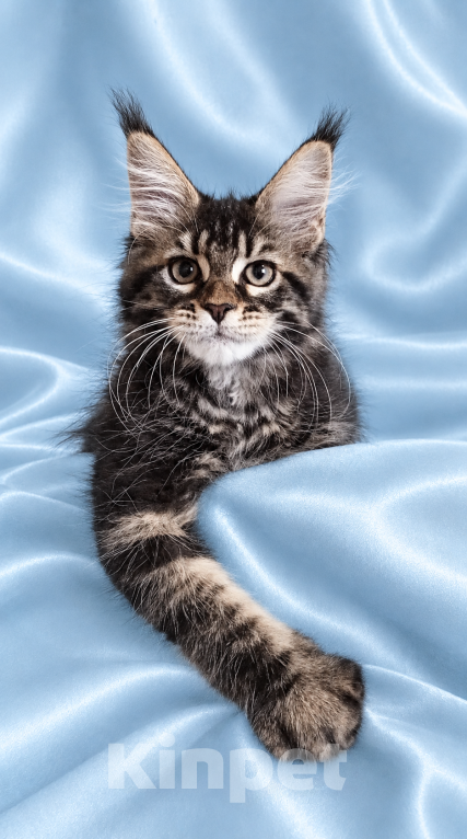 Кошки в Владимире: Котята мейн-кун Девочка, 85 000 руб. - фото 4