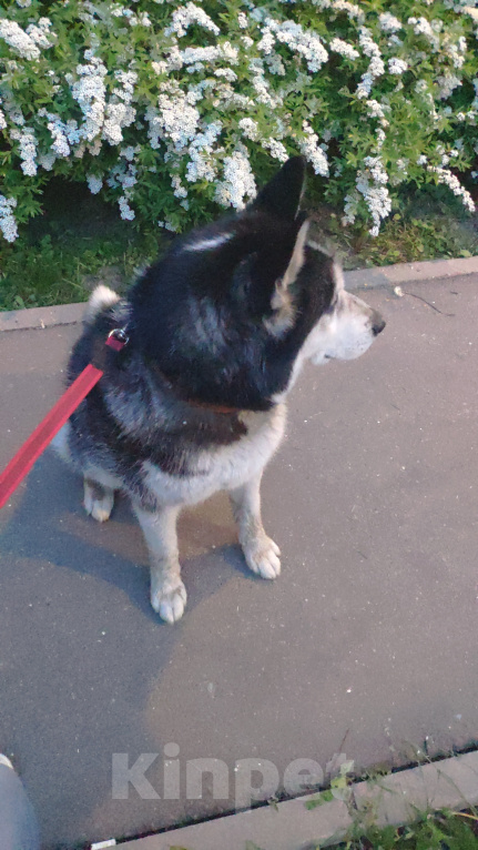 Собаки в Москве: Нашли хаски. Отрадное. Мальчик, 1 руб. - фото 5