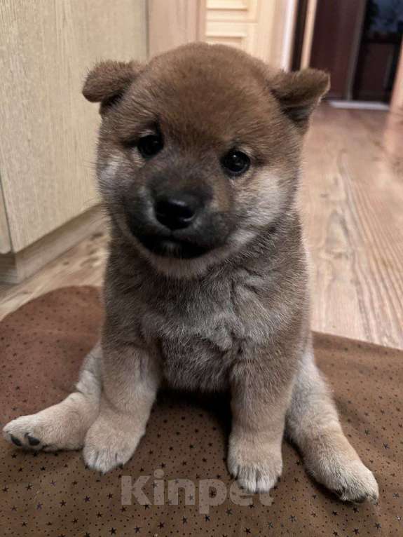 Собаки в Нижнем Новгороде: Сиба ину щенок Мальчик, Бесплатно - фото 2