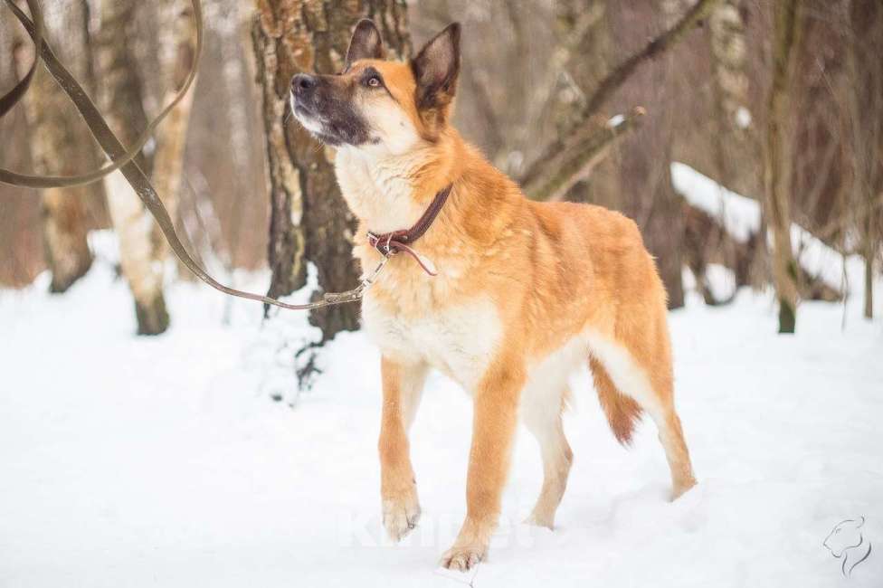 Собаки в Москве: Джерри Девочка, Бесплатно - фото 4