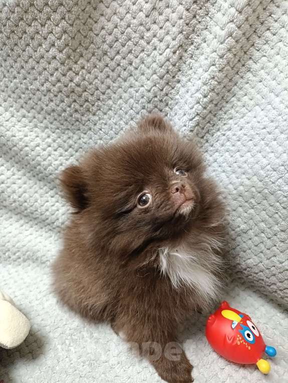 Собаки в Санкт-Петербурге: Шпиц  Мальчик, Бесплатно - фото 4