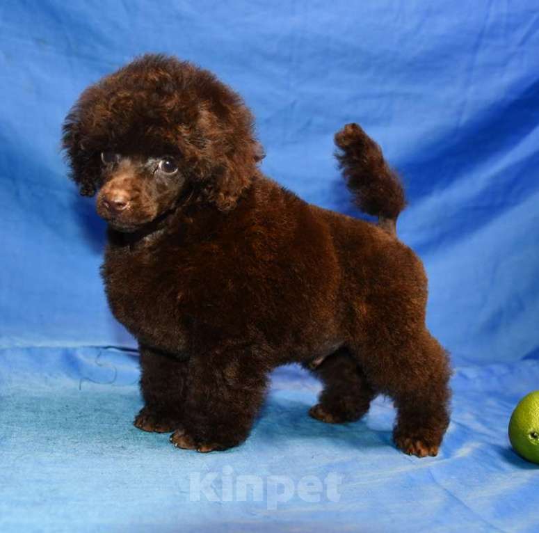 Собаки в Москве: той пудель щенки от 2х чемпионов Мальчик, 200 000 руб. - фото 2