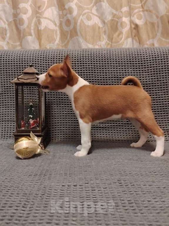 Собаки в Санкт-Петербурге: Щенок басенджи Мальчик, 50 000 руб. - фото 2