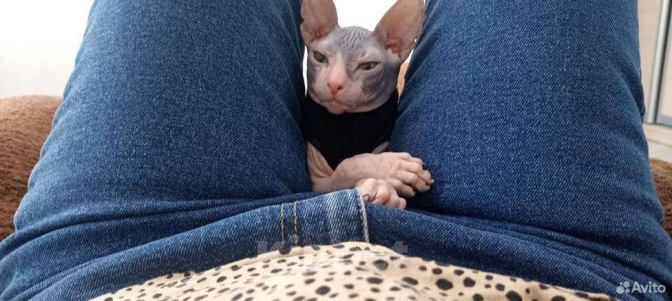 Кошки в Воронеже: Продам котенка сфинкс  Мальчик, 6 000 руб. - фото 2