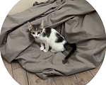 Кошки в Красногорске: Ищем дом для котенка Девочка, Бесплатно - фото 2