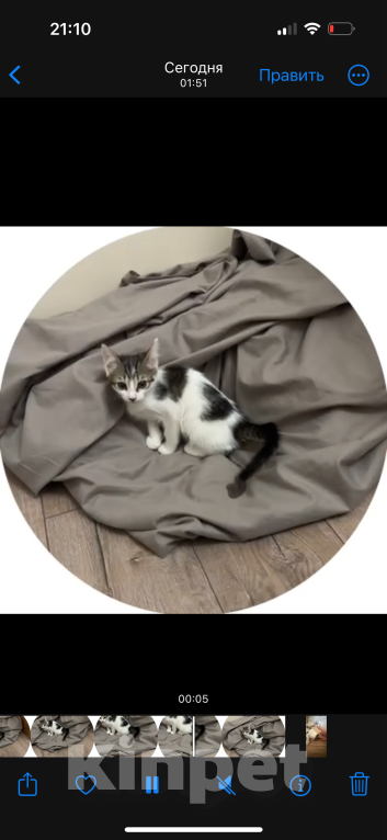 Кошки в Красногорске: Ищем дом для котенка Девочка, Бесплатно - фото 2