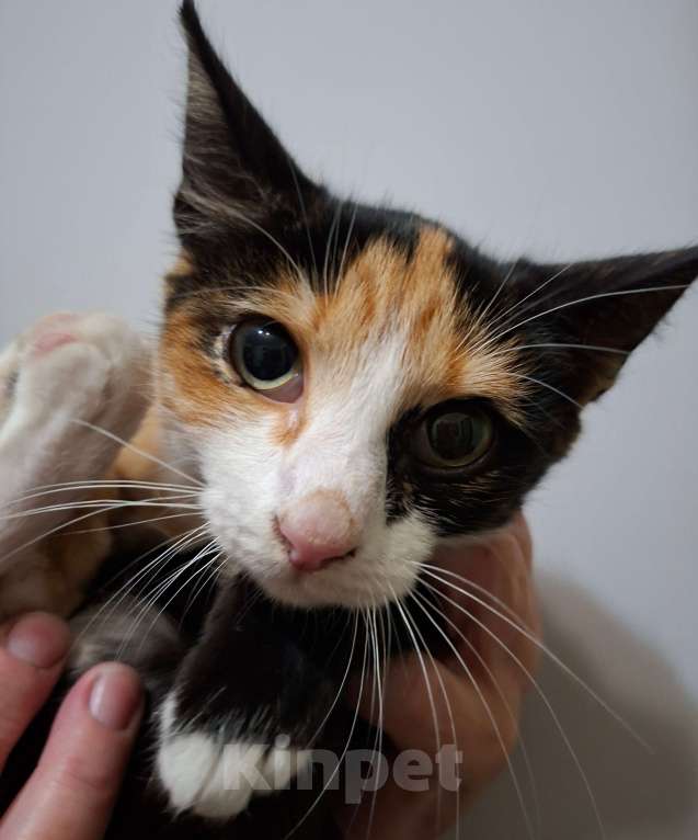 Кошки в Омске: Котенок бесплатно Девочка, Бесплатно - фото 1